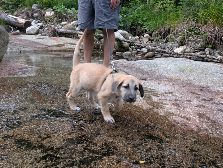 chinook dog